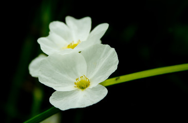 Amazon lilies white