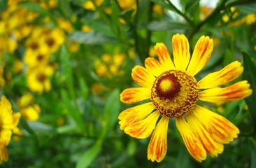 Helenium yellow on green background.