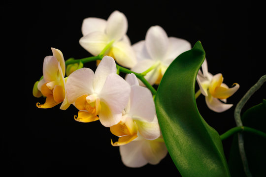 white-yellow orchid flower (orchidaceae) on the black background.