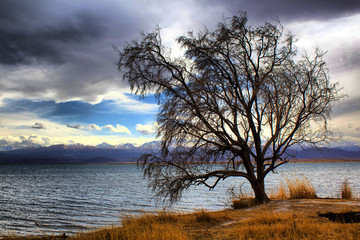 Fototapeta na wymiar Tree near the lake and mountains