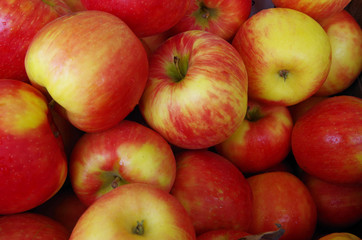 Fototapeta na wymiar Colorful farm fresh apples
