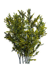3D Rendering Creosote Bush on White