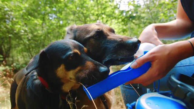 Clip of German Shepherd and westpointer while drinking some water.