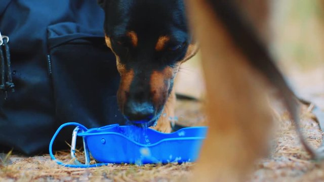 Clip of a westpointer drinking from a little bowl.