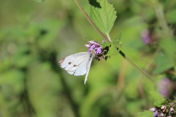 White butterfly on green background