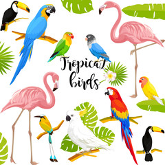 Tropical birds vector illustration