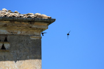 Swallow flying on a blue italian background