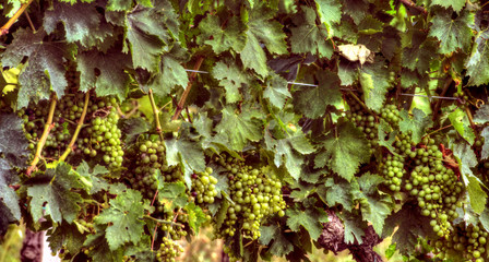grappolo di uva bianca prima della vendemmia 3