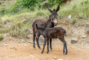 Mugla, Turkey, 13 May 2012: Donkeys at Yerkesik