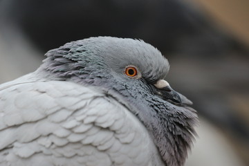 Pigeon Closeup