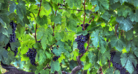 grappolo di uva nera prima della vendemmia 4