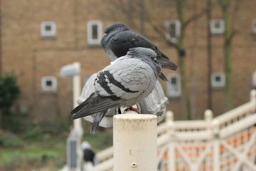 Pigeons