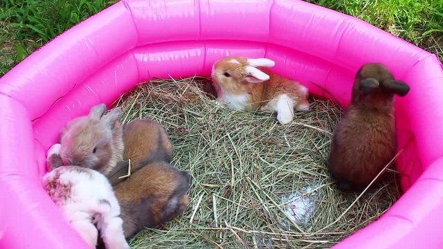 Bunny bunnies rabbit rabbits baby lop lops kit kits mini pet  rabbits