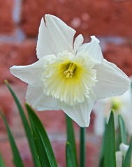 White Spring Daffodil