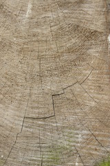 Fototapeta premium Wood Texture