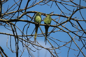 Parrots in Love