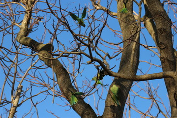 Green Parrots