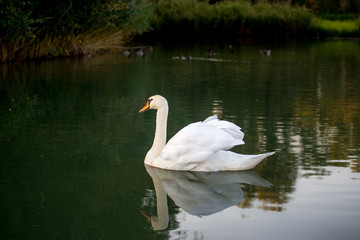 White swan on the lake