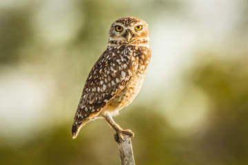 Owl