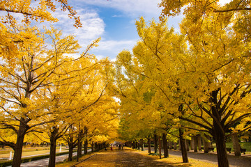 Naklejka premium 紅葉 イチョウ