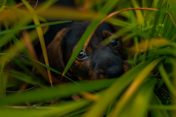 Dachshund puppy dog lies covered with grass