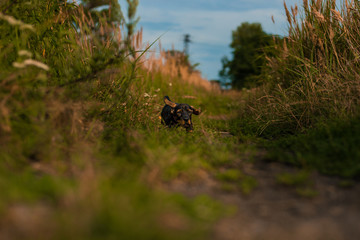 Dachshund puppy dog runs across the grass