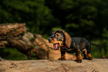 Dachshund puppy dog standing yawns on a tree