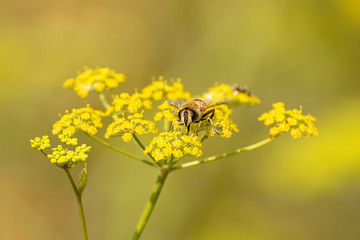 bee on a yellow flower in summer