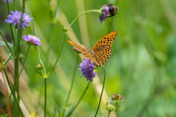 silver-washed fritillary on purple flower and a bee