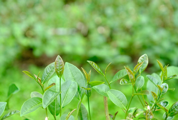 Fresh tea leaves in garden.