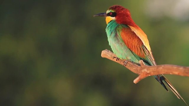 wild bird with colored feathers sits in the warm rays of the sun|wild bird with colored feathers sits in the warm rays of the sun