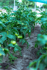 The rows of tomato seedlings home-grown produce