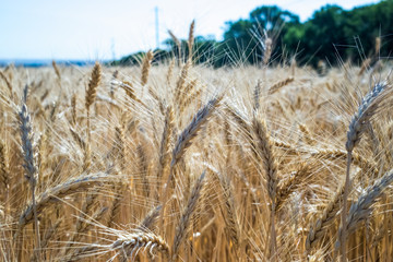 Wheat on the field. Plant, nature, rye.