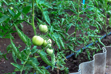 Green unripe tomatoes in a small home garden