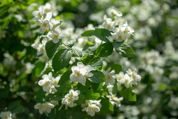 Beautiful blooming jasmine branch with white flowers at sunlight in summer sunny day. Tender white petals and yellow stamens of jasmine flowers close up. Beauty of jasmine blossoms.