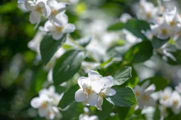 Beautiful blooming jasmine branch with white flowers at sunlight in summer sunny day. Tender white petals and yellow stamens of jasmine flowers close up. Beauty of jasmine blossoms.