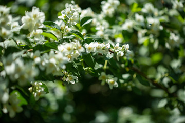 Beautiful blooming jasmine branch with white flowers at sunlight in summer sunny day. Tender white petals and yellow stamens of jasmine flowers close up. Beauty of jasmine blossoms.