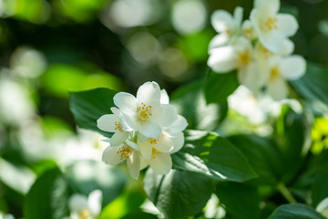 Beautiful blooming jasmine branch with white flowers at sunlight in summer sunny day. Tender white petals and yellow stamens of jasmine flowers close up. Beauty of jasmine blossoms.