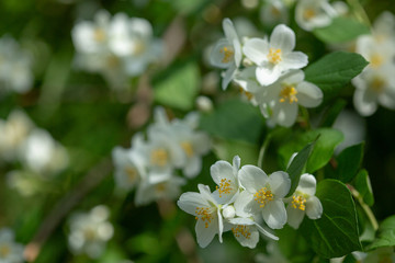 Beautiful blooming jasmine branch with white flowers at sunlight in summer sunny day. Tender white petals and yellow stamens of jasmine flowers close up. Beauty of jasmine blossoms.