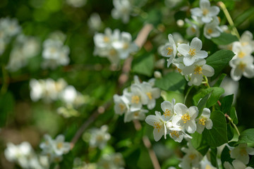 Beautiful blooming jasmine branch with white flowers at sunlight in summer sunny day. Tender white petals and yellow stamens of jasmine flowers close up. Beauty of jasmine blossoms.