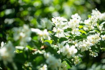 Beautiful blooming jasmine branch with white flowers at sunlight in summer sunny day. Tender white petals and yellow stamens of jasmine flowers close up. Beauty of jasmine blossoms.