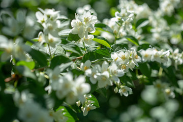 Beautiful blooming jasmine branch with white flowers at sunlight in summer sunny day. Tender white petals and yellow stamens of jasmine flowers close up. Beauty of jasmine blossoms.