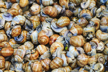 texture of snails Helix pomatia