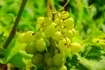 Close-up of bunches of ripe white wine grapes on vine, selective focus