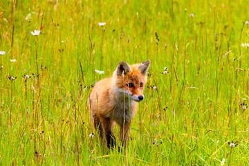 Young Ezo red fox .The photography place is Rausu, Hokkaido  prefecture Japan(Shiretoko Peninsula).