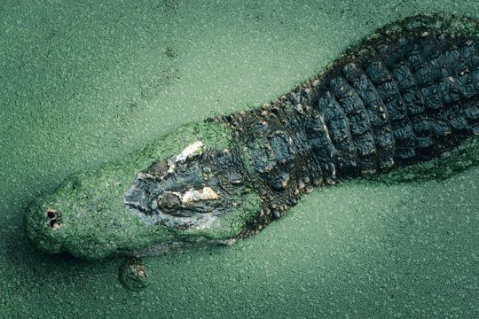 Crocodile in a lake