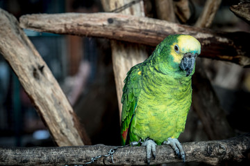 Obraz premium Colorful beauty bird in the zoo