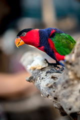Colorful beauty bird in the zoo