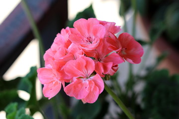 Salmon pink Pelargonium blooming flowers on dark green leaves and other garden vegetation background on warm sunny day