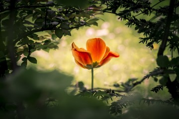 The power of life. A wonderful unique mysterious tulip shining through a dark bush.